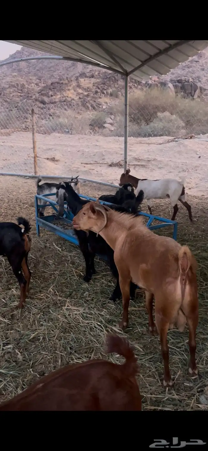 تيس احمر ثني 1