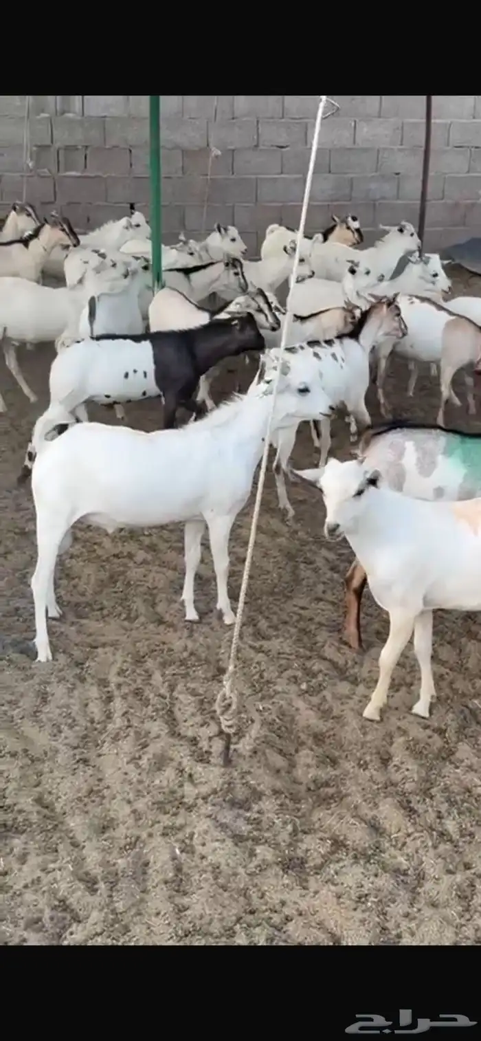 تيوس طيبه ما شاء الله 2