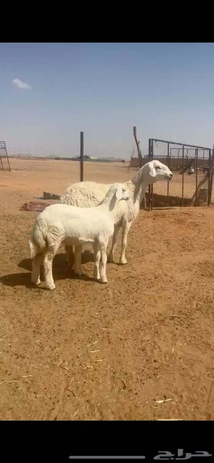 حريه صنف معها رخل طيبه سدس روم وسلم الموقع سميراء 1