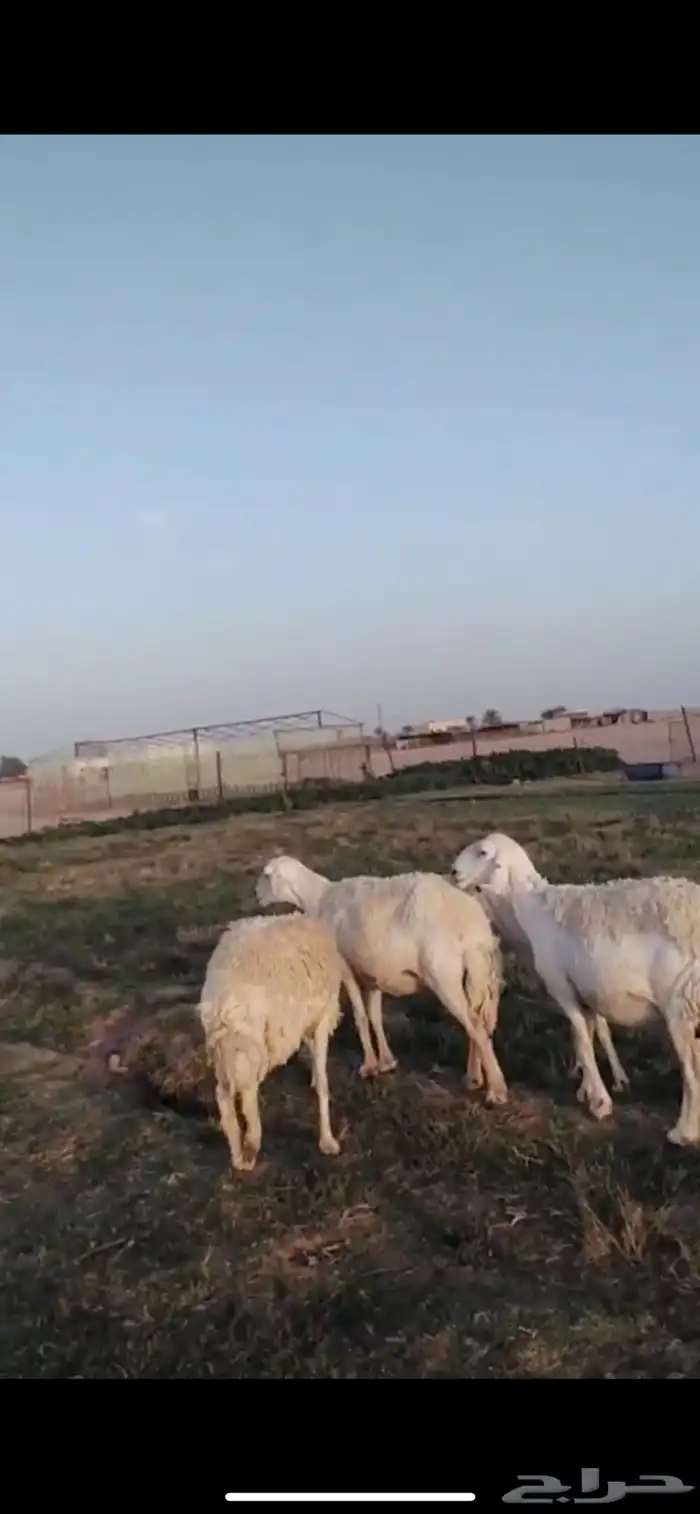 حريات 0