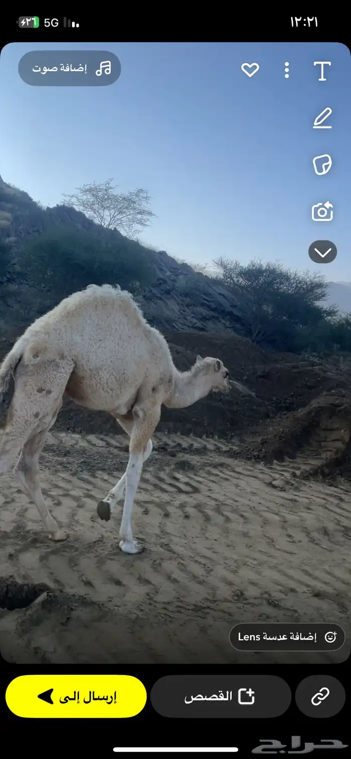 قعود كفو على بعير ابوعجاريد 6