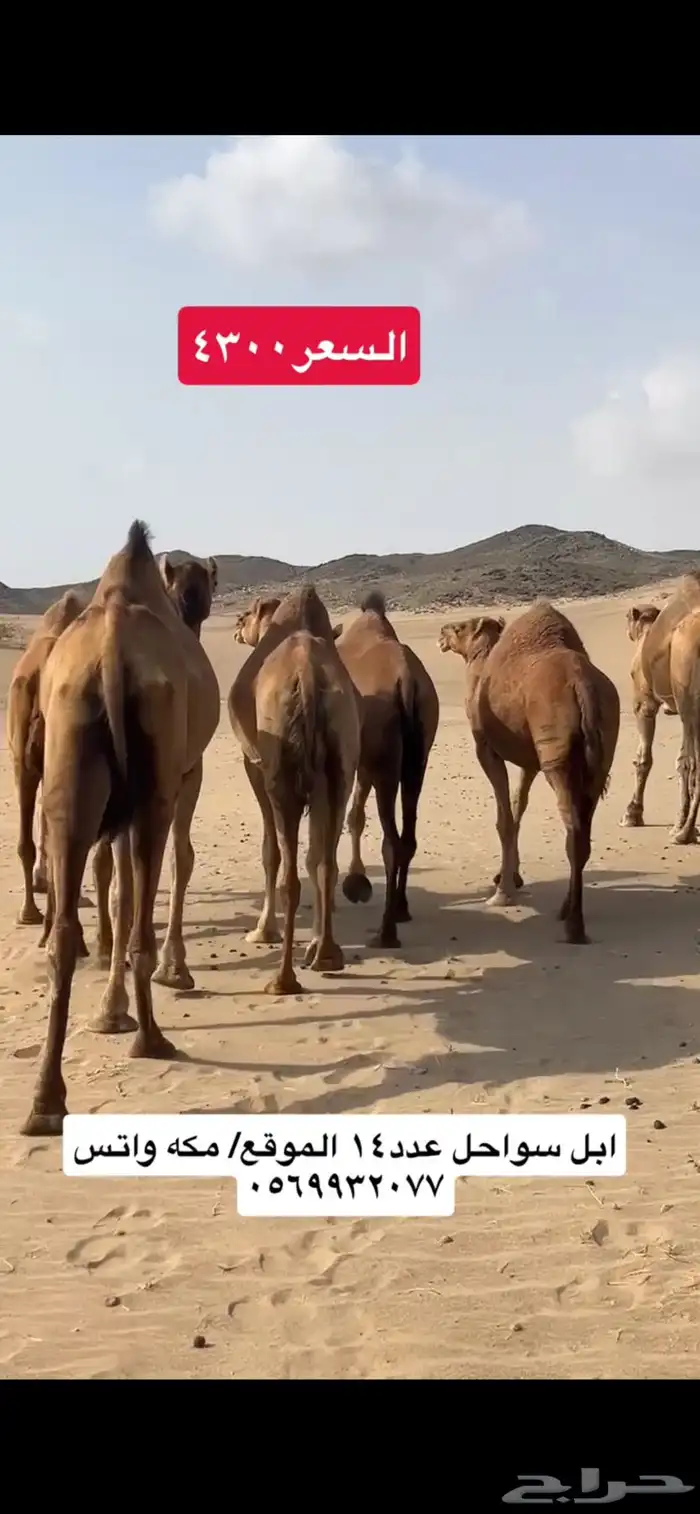 ابل نياق سواحل(( تم البيع )) 9
