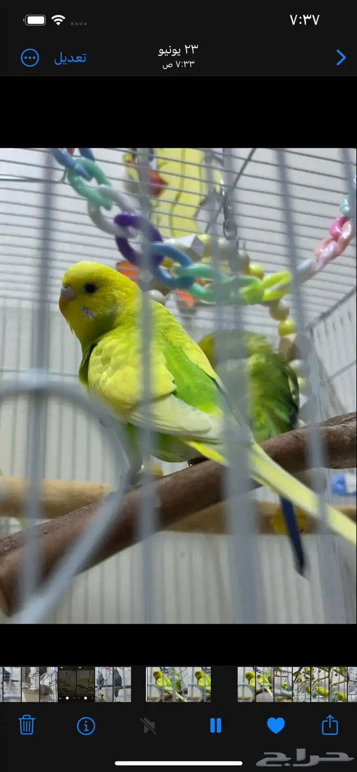 إناث عصافير الحب (البادجي) .. 1