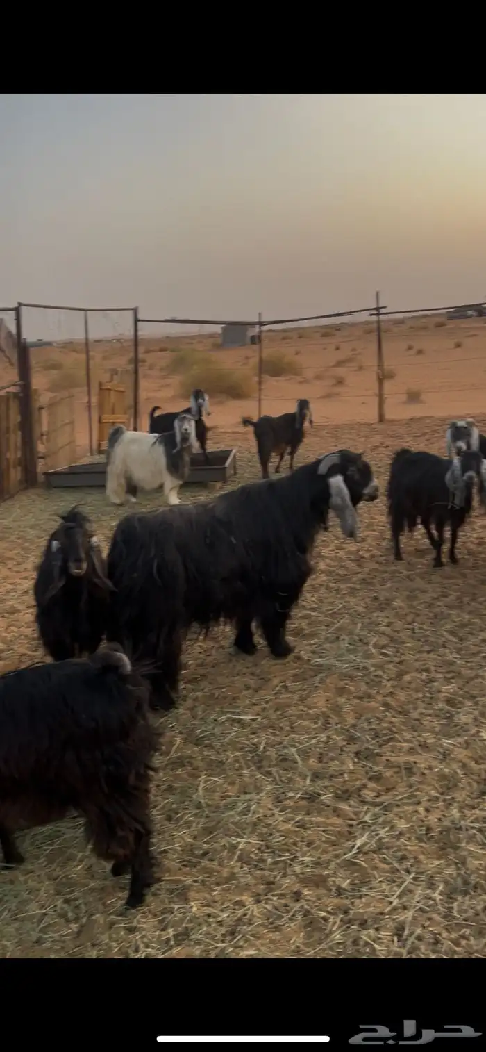 معزاء للبيع شروره 0