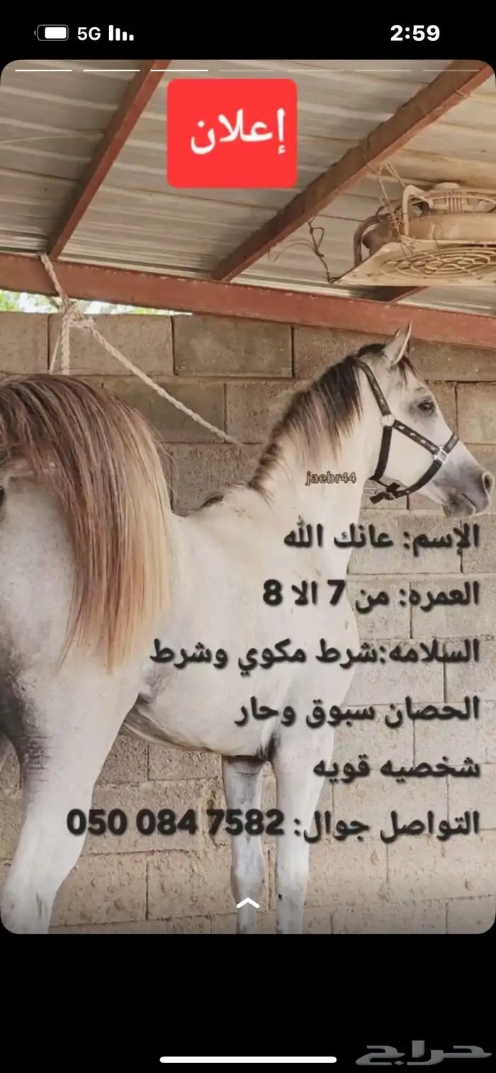 حصان شعبي فاخر 0