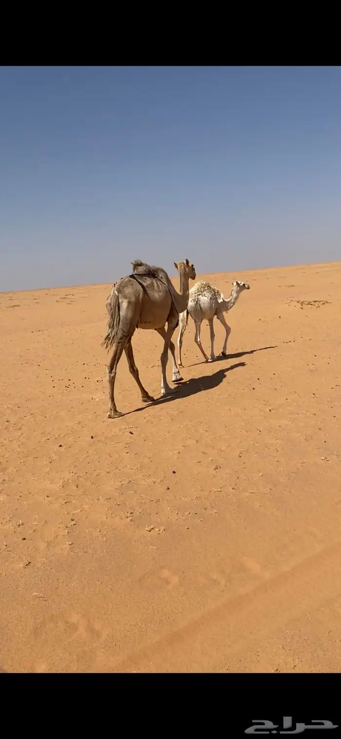 ضريبة معها بنتها 0