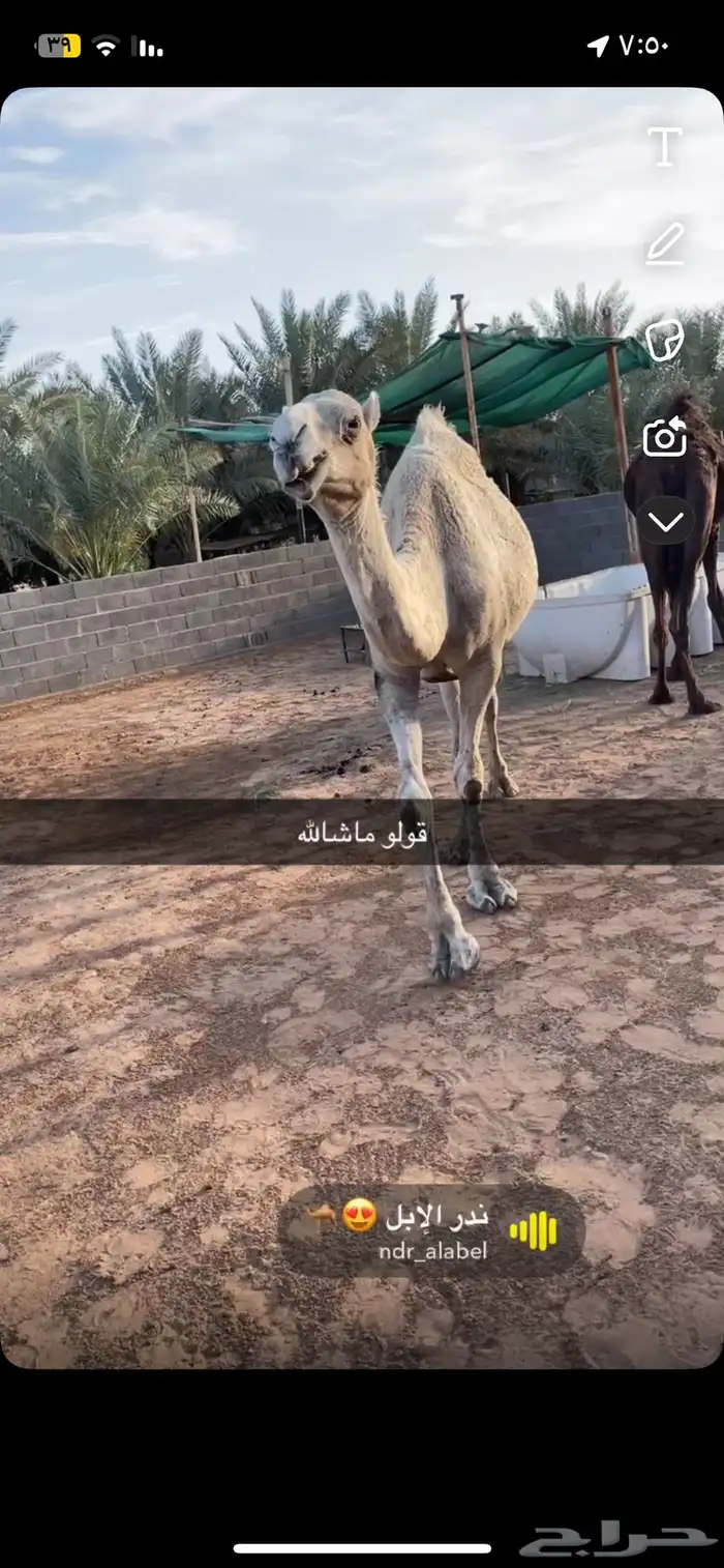 ناقه وضحى خلفه معها قعود 2