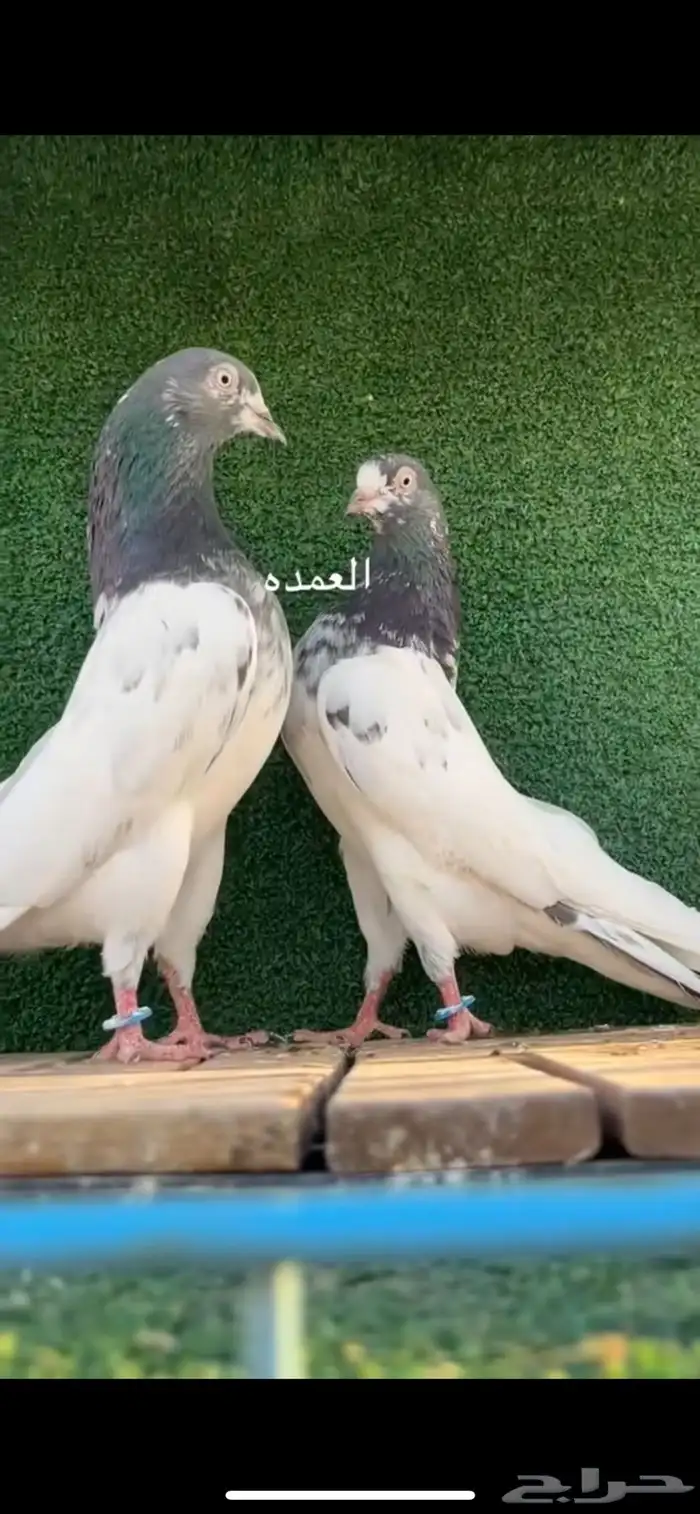 حمام باكستاني 0