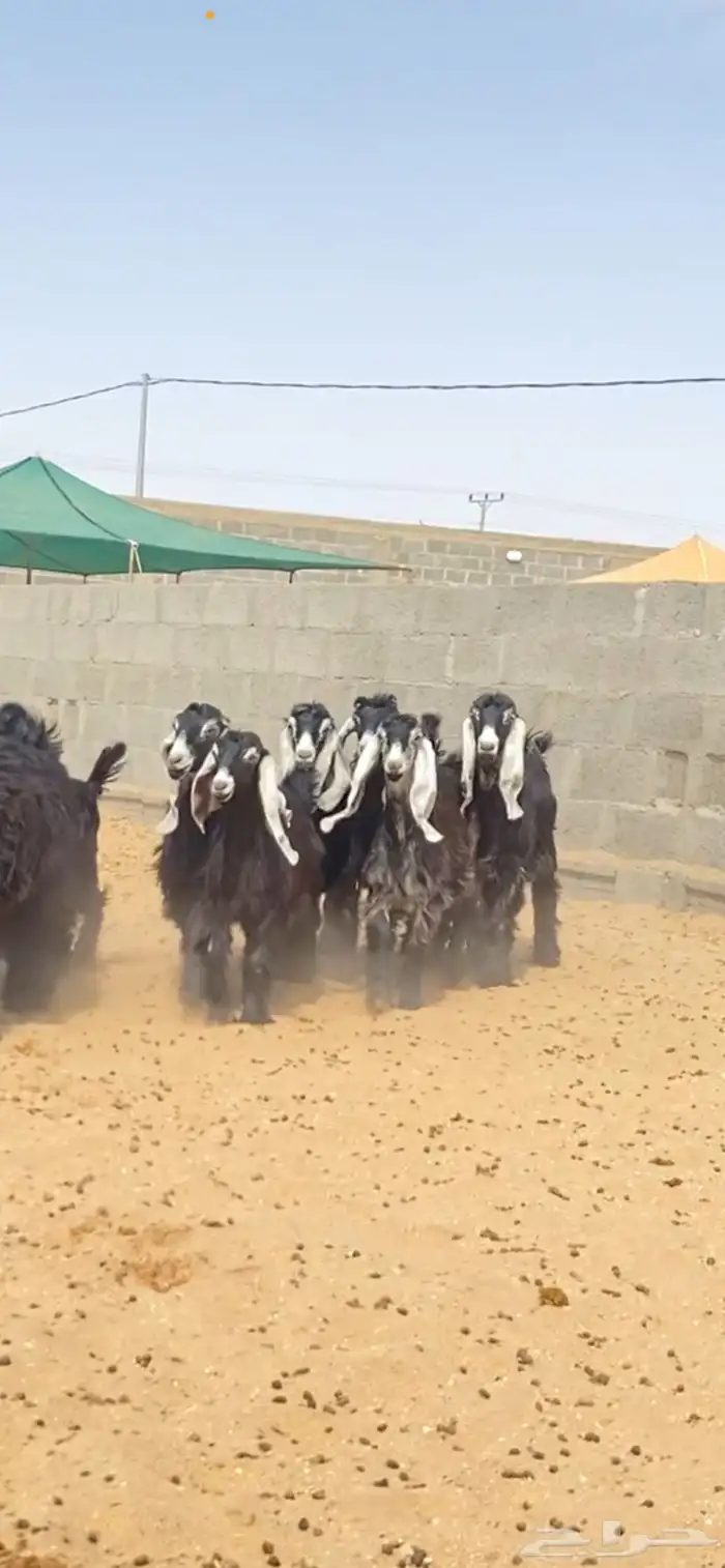 جفرات عوارض صنف 0