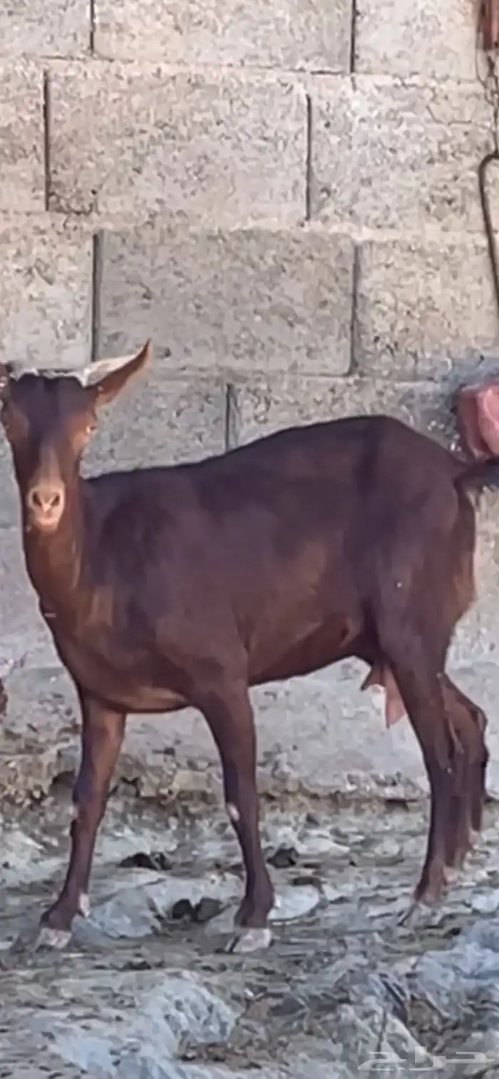 عنز دهماء رباع. 0
