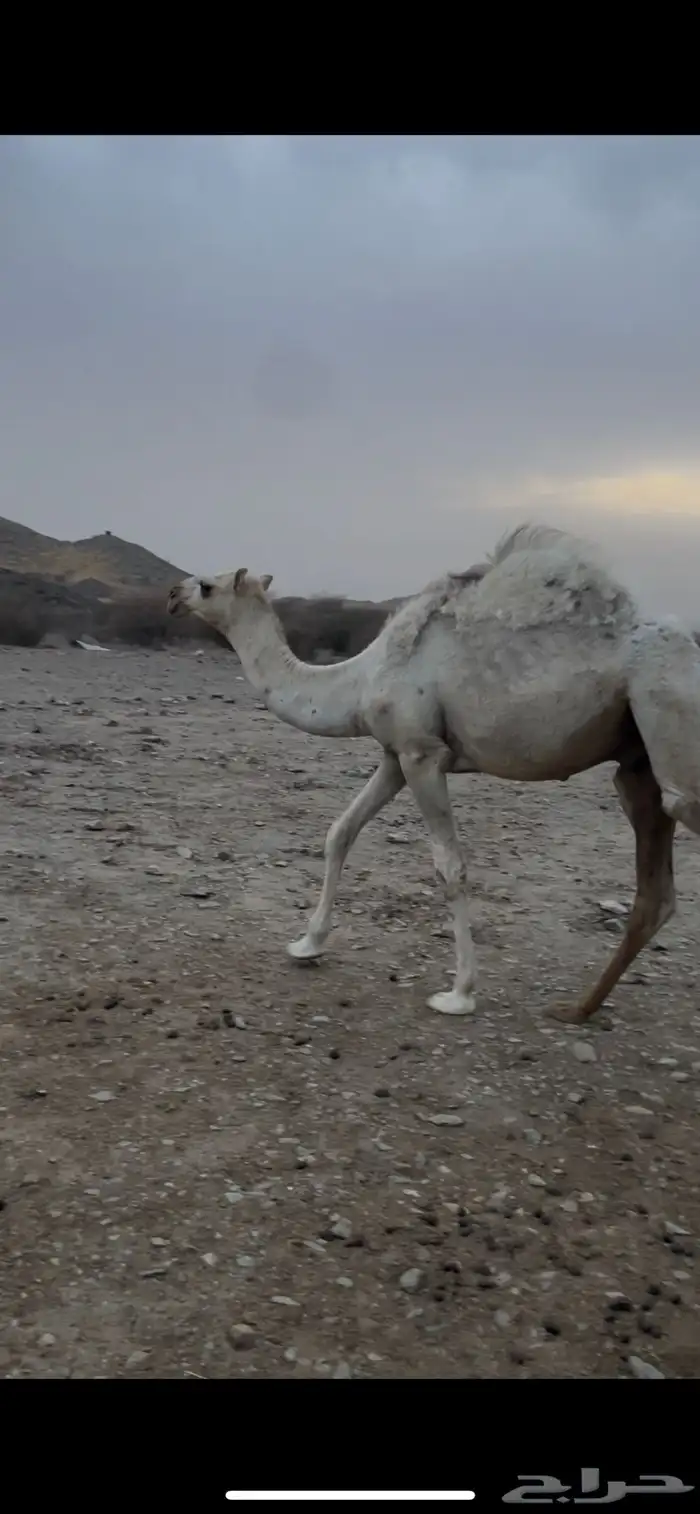 قعود كفو على بعير ابوعجاريد 12