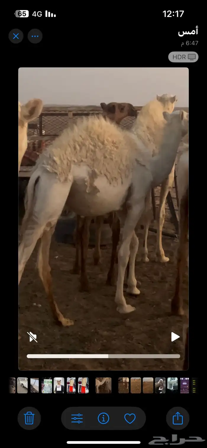 قعود للبيع قعود وبكرة السوم سيما 3