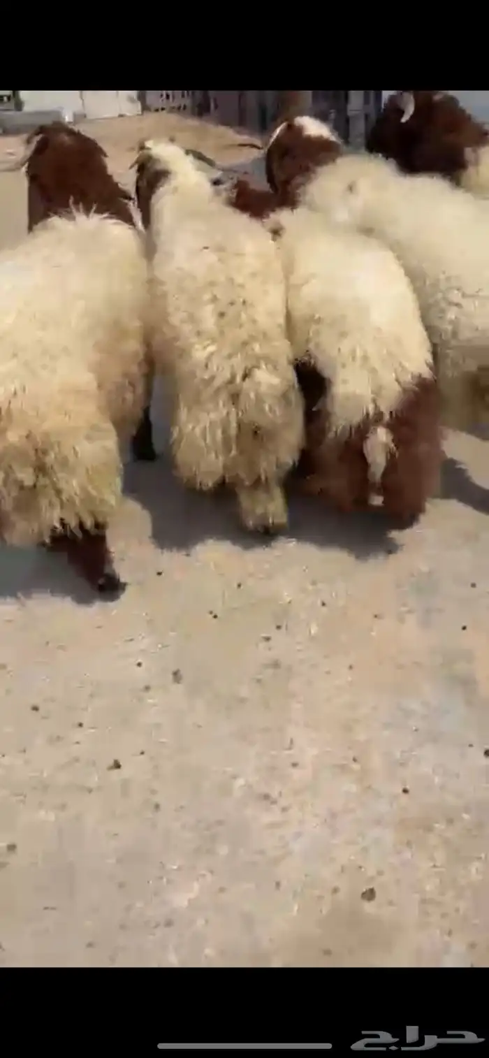 خرفان نعيم 1