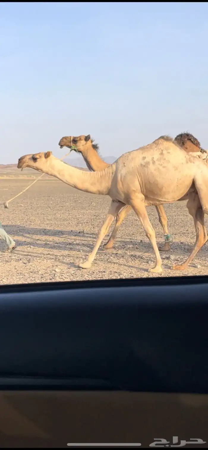 بكار حيسونيه كفووو 3
