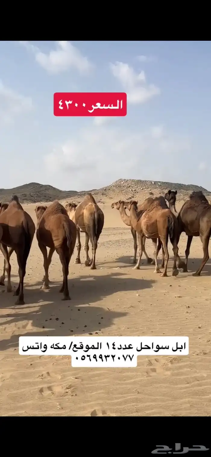 ابل نياق سواحل(( تم البيع )) 10