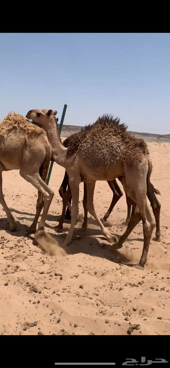 البيع قعدان 0