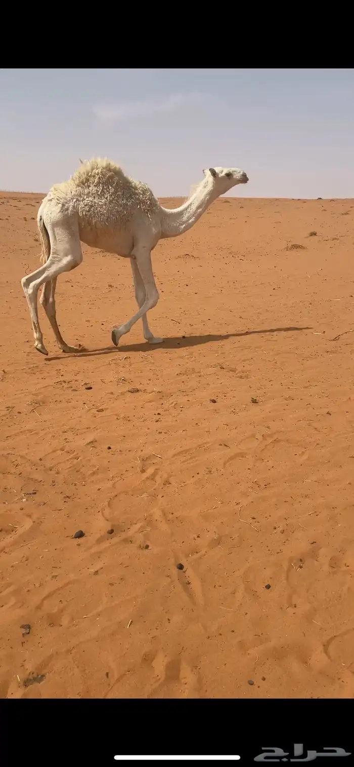 قعود للبيع أربعة لباني وأطيب من التصوير 2