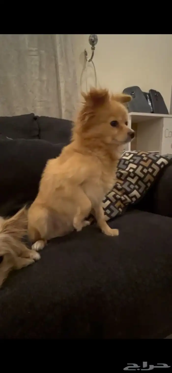 للبيع كلب بوميرينيان معه كامل عفشه ومعه كرت تطعيماته 0