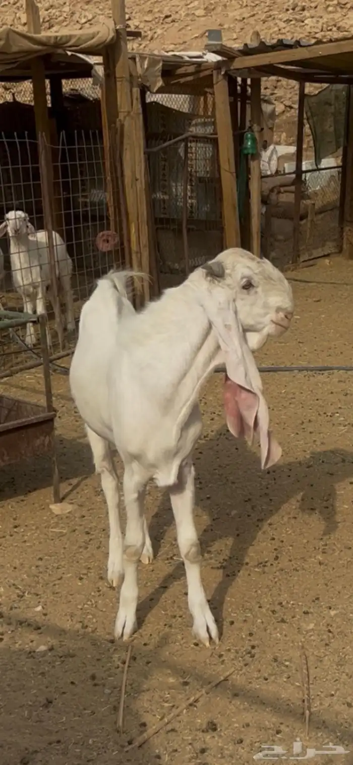 تيس هوالندي طيب عمره 9 شهور 2