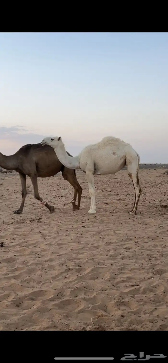 بكره وضحى 0