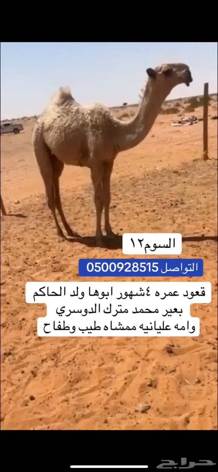 قعود على الحاكم طيب حدت 0