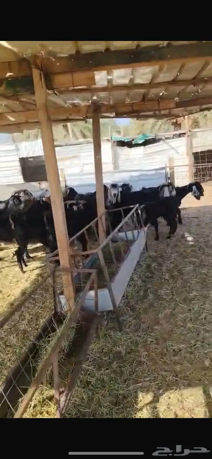 معزا 4