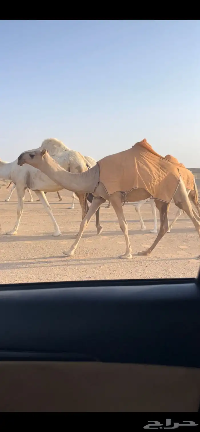 بكار حيسونيه كفووو 5