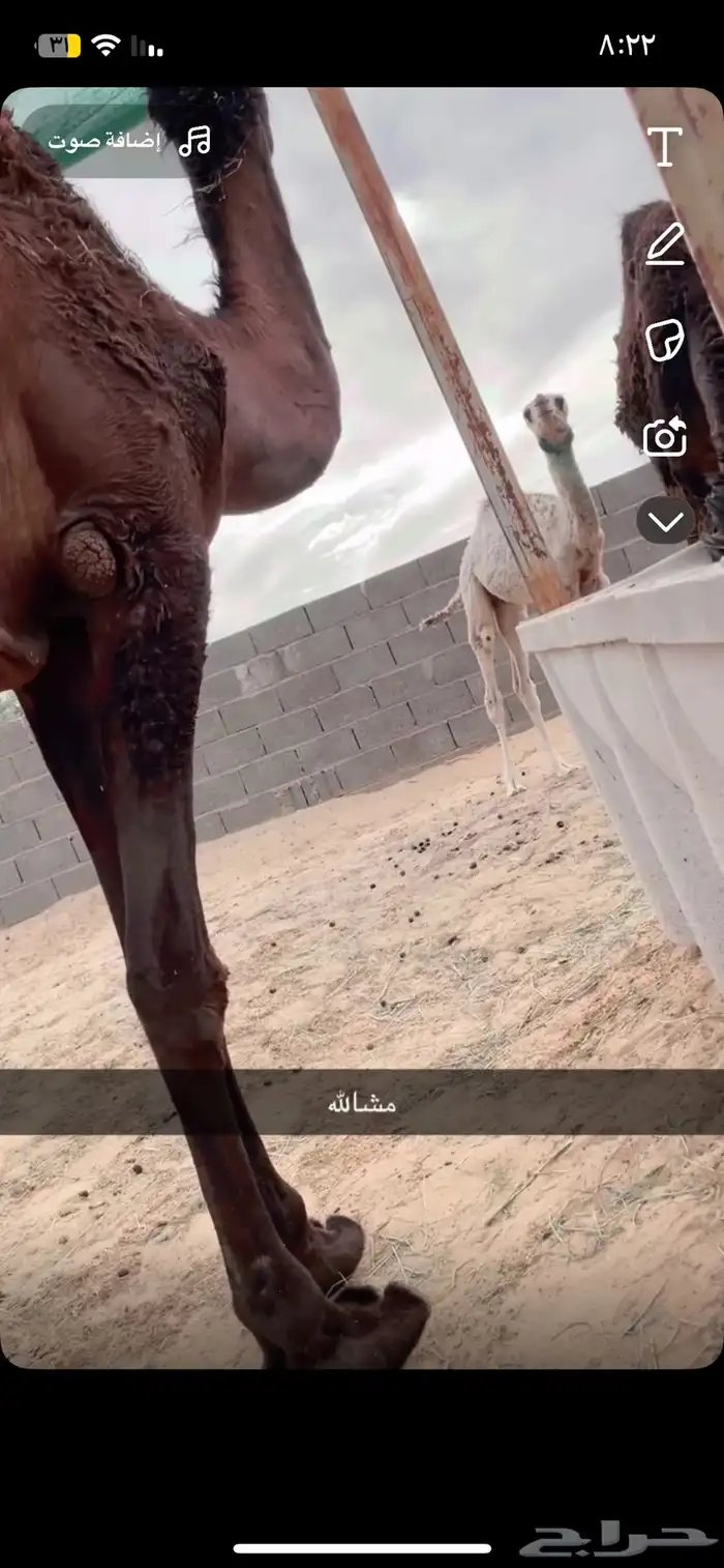 ناقه وضحى خلفه معها قعود 1