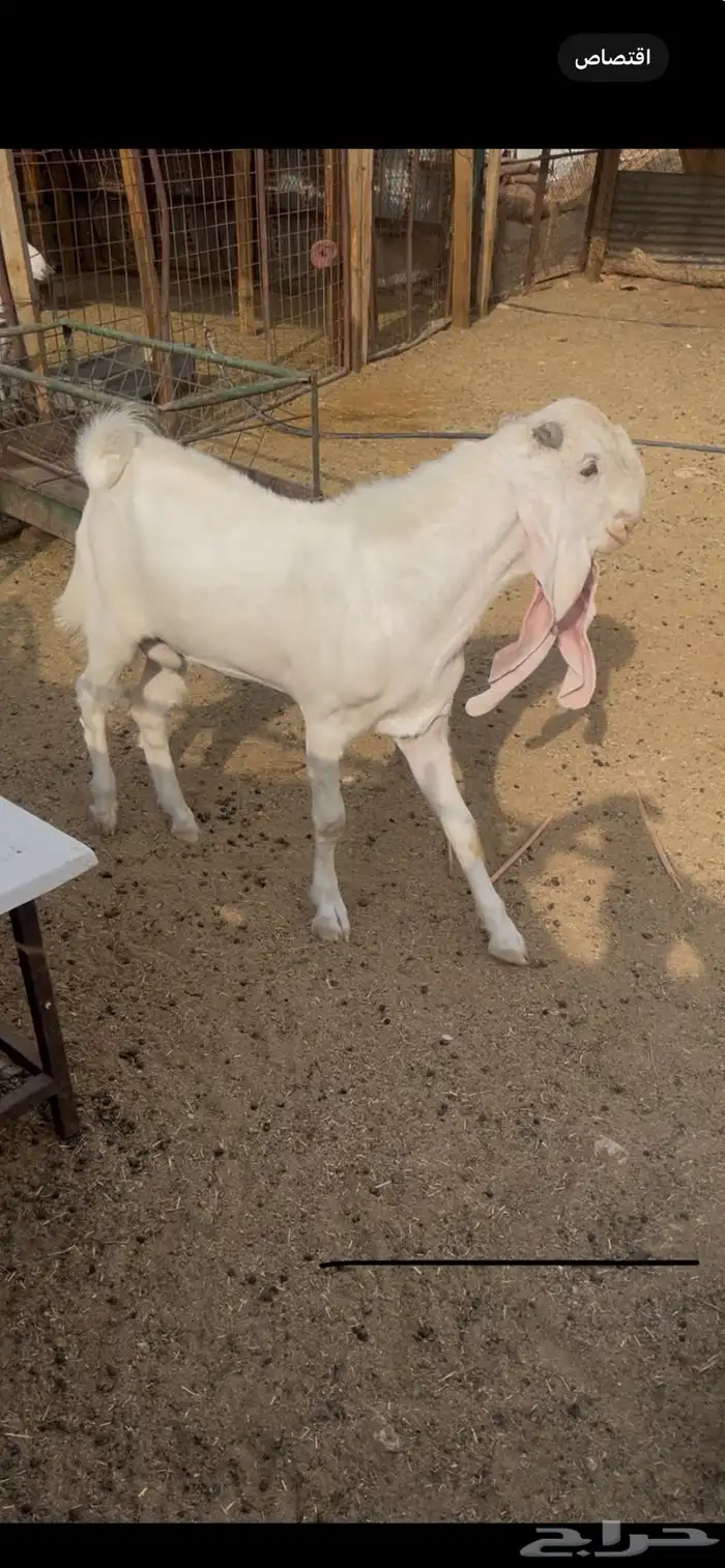 تيس هوالندي طيب عمره 9 شهور 1