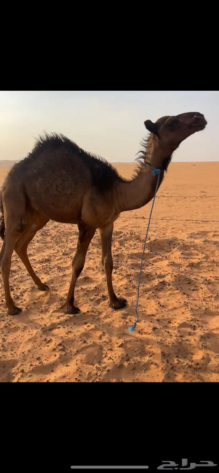 قعود قصب 0