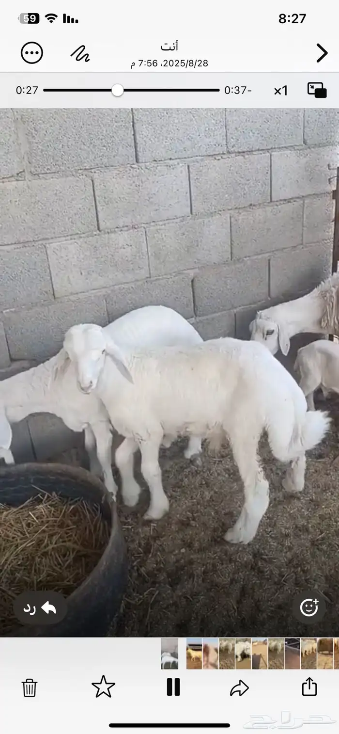 طليان 2