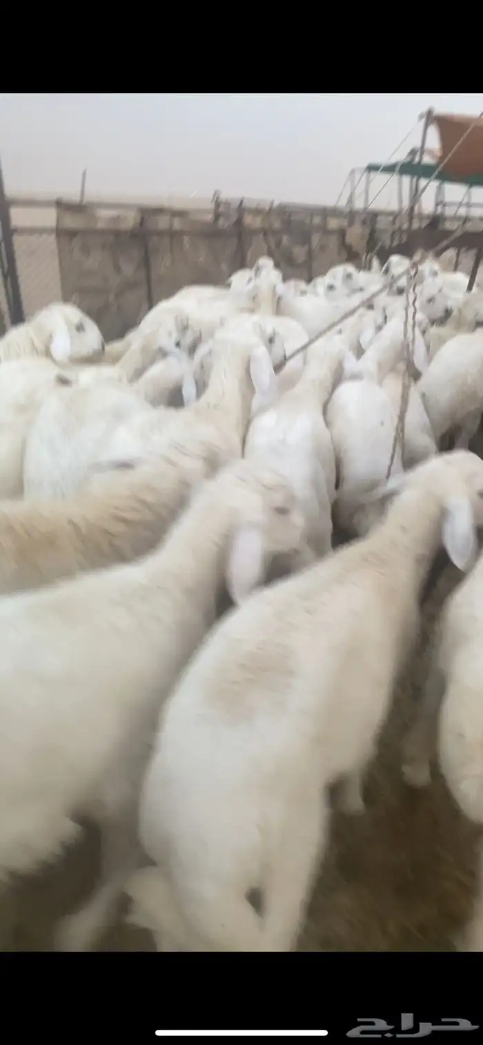 للبيع بهم حري العدد70 ورخال10 الموقع شمال عفيف العمر 5شهور 1