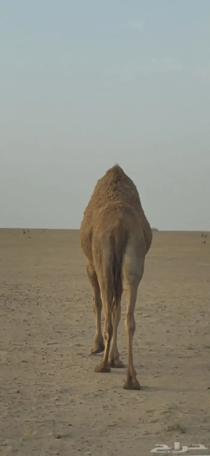 ناقه رباع نقبل بالمعريض 4