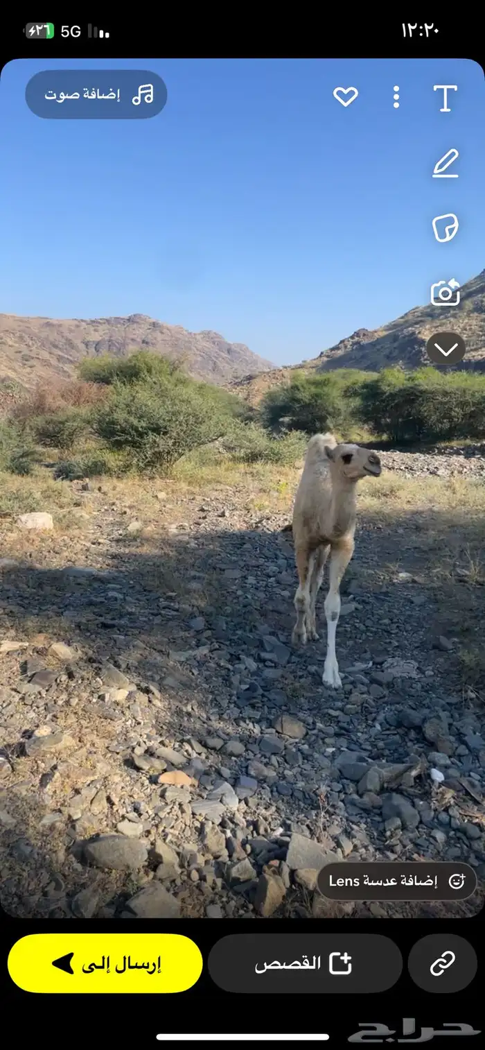 قعود كفو على بعير ابوعجاريد 5