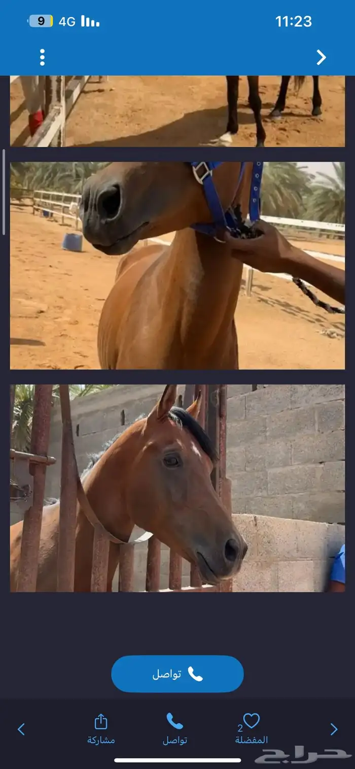 حصان شعبي 6