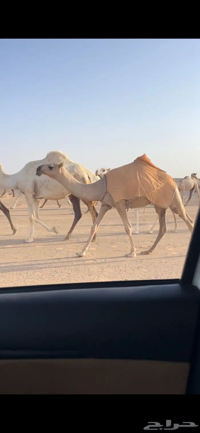 بكار حيسونيه كفووو 6