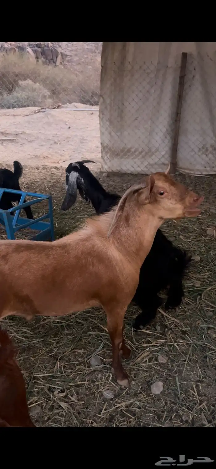 تيس احمر ثني 0