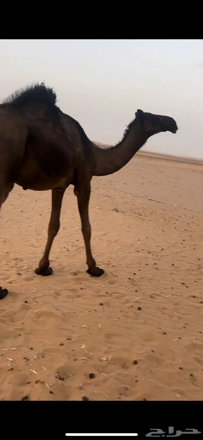 قعود مجهم مفرود يحقق 0