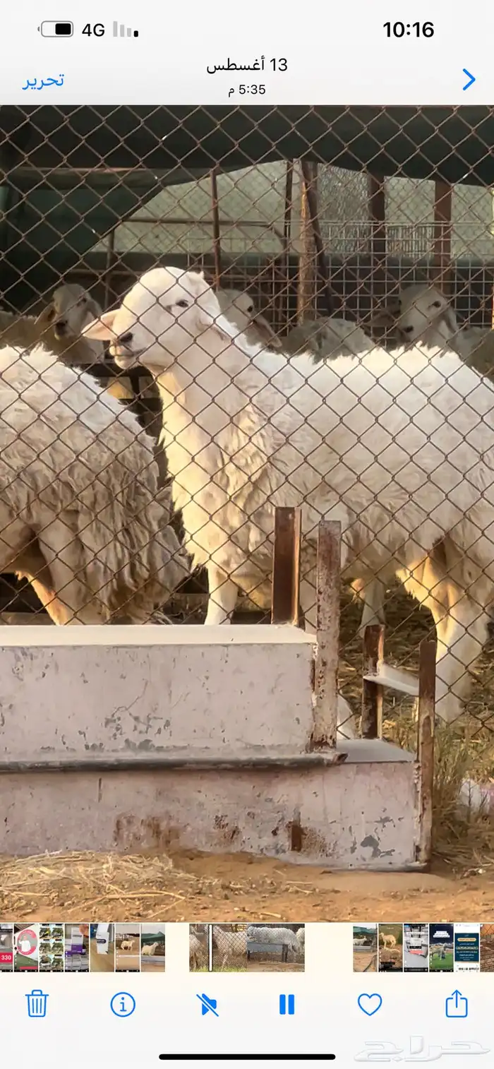 فحل حري صنف فاخر 1