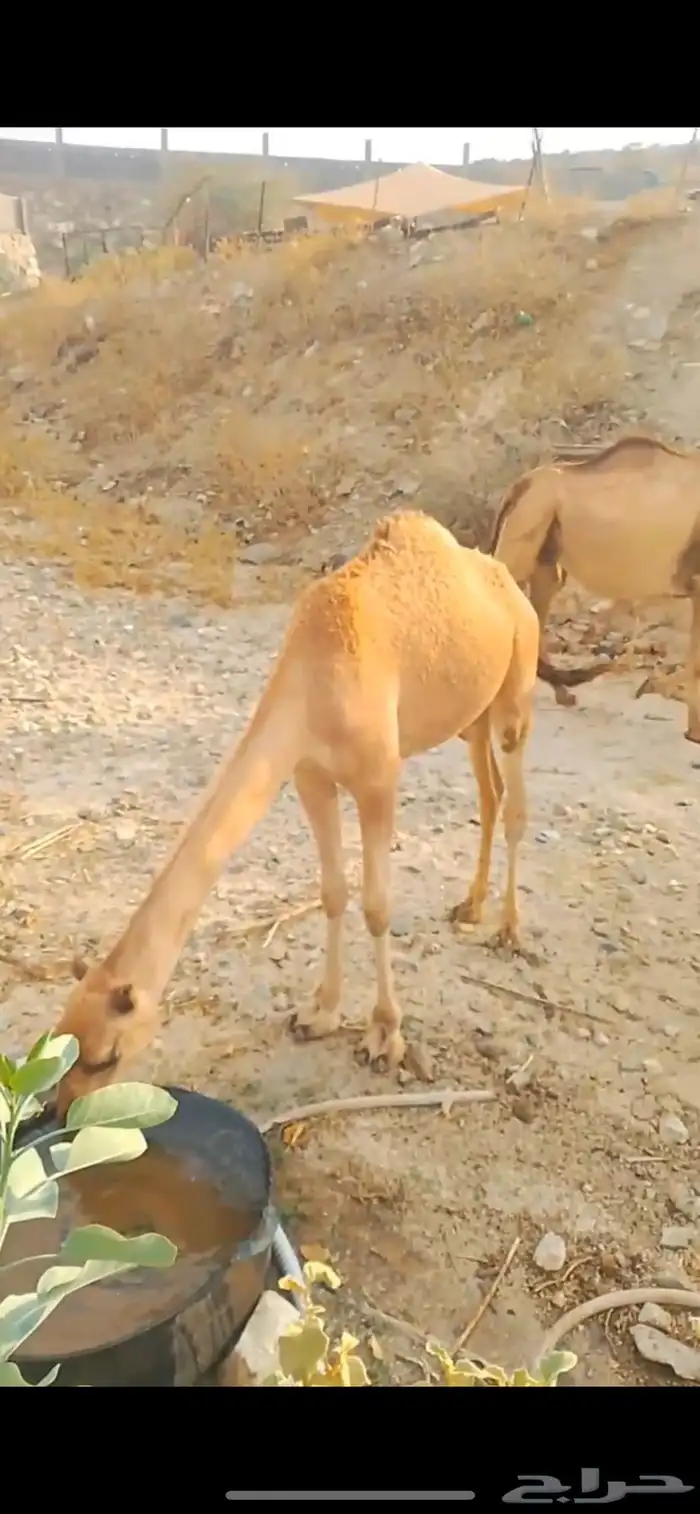 قعود البيع 0