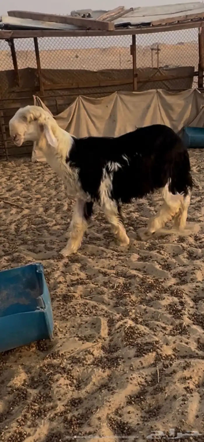 مشروع فحل نجدي 0