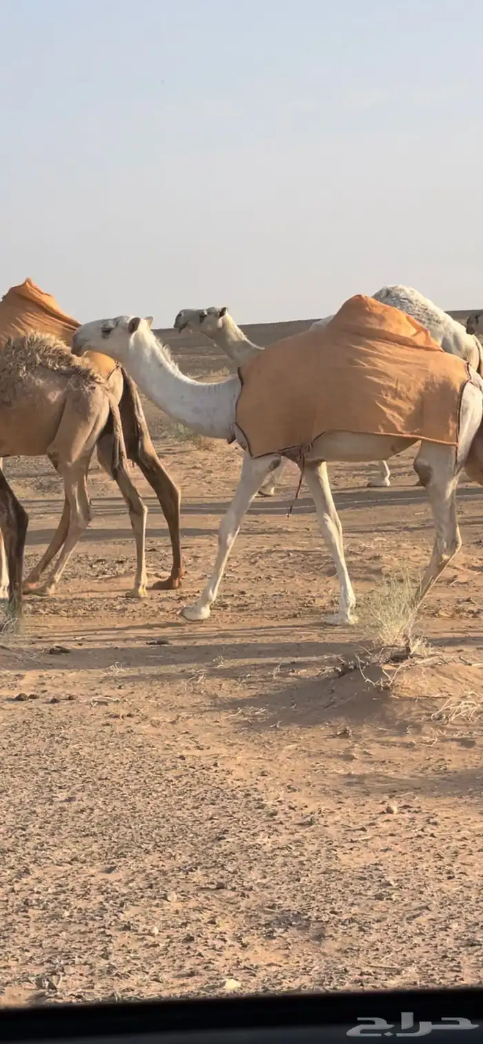 بكار حيسونيه كفووو 0