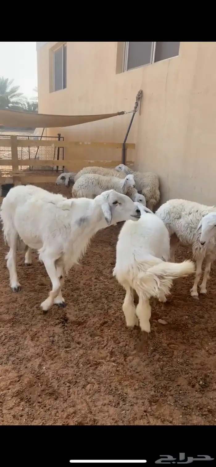 فحل حري جبر للبيع 0