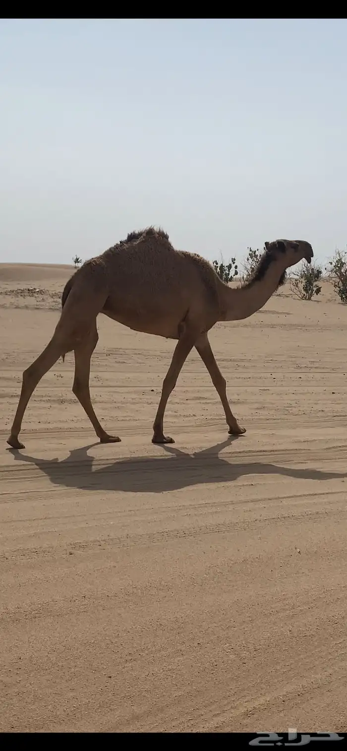 ناقه رباع نقبل بالمعريض 0
