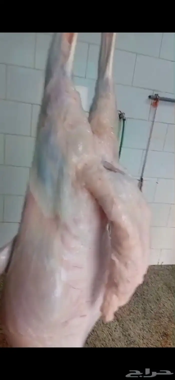 طليان ورخال حريه وسواكن تربيه ذبائح للثلاجة جدا ممتازه 3