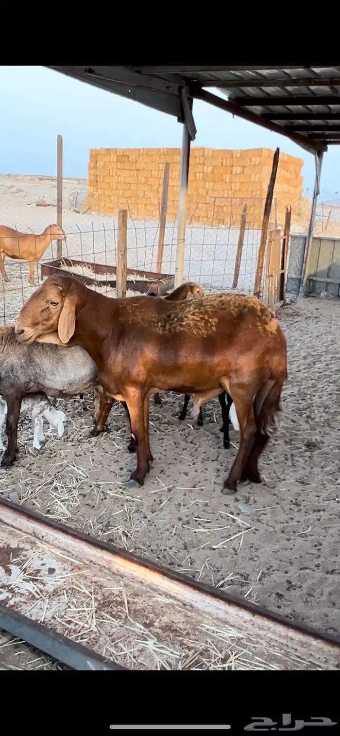 طلي سواكني فحل مشروط 2