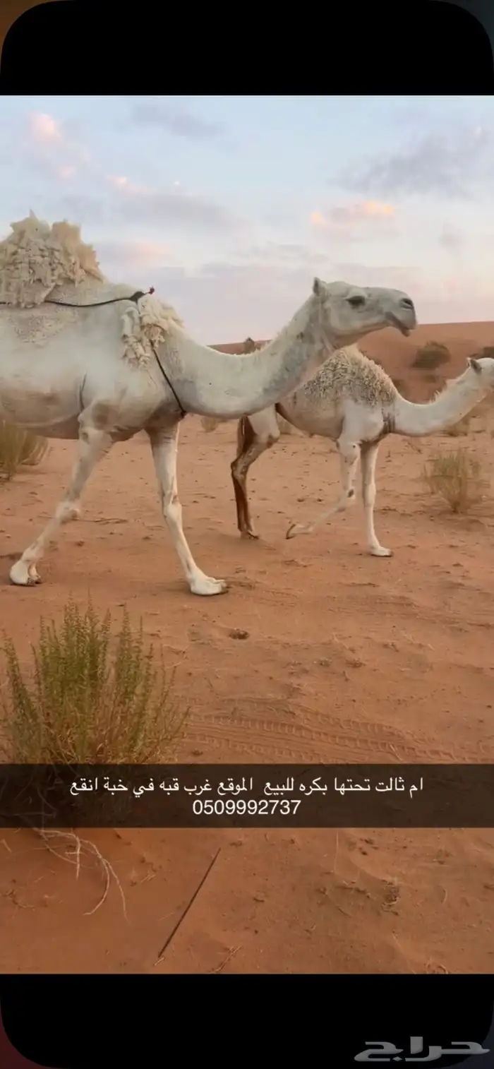 للبيع عشاير تحتهن بكار وحقه 1