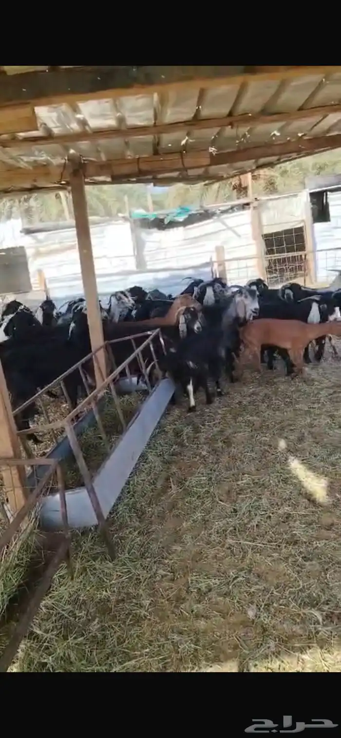 معزا 1