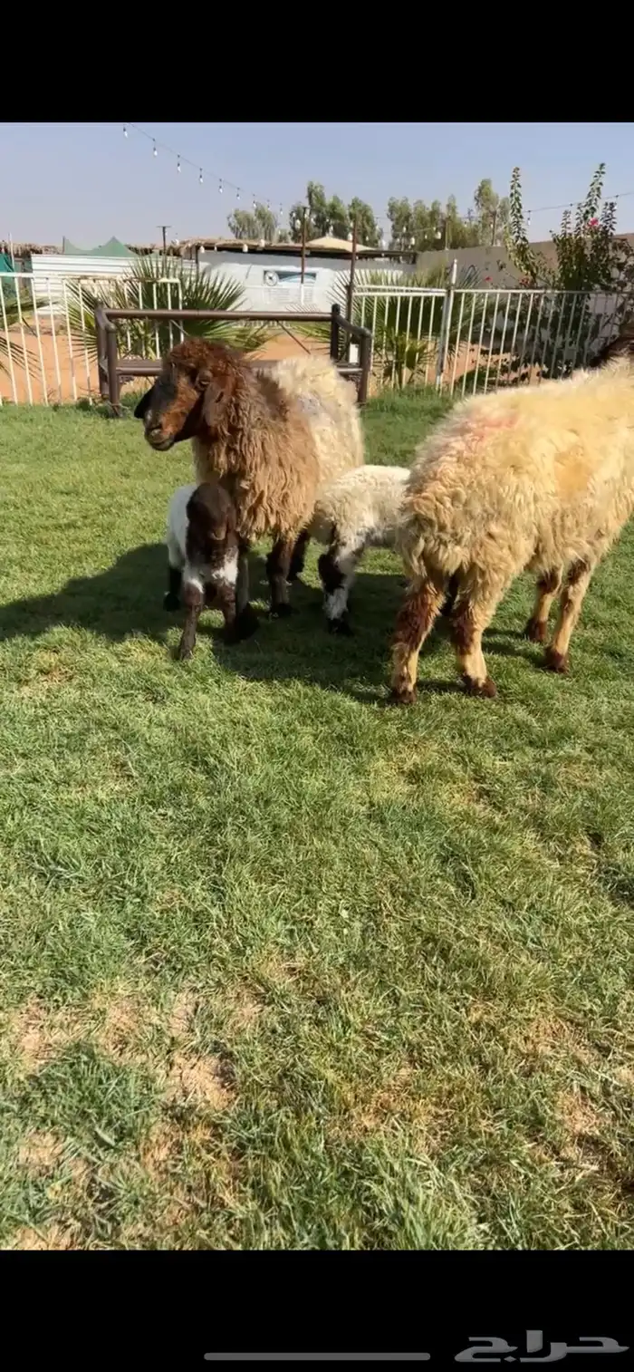 للبيع شياه نعيم مواليد 0