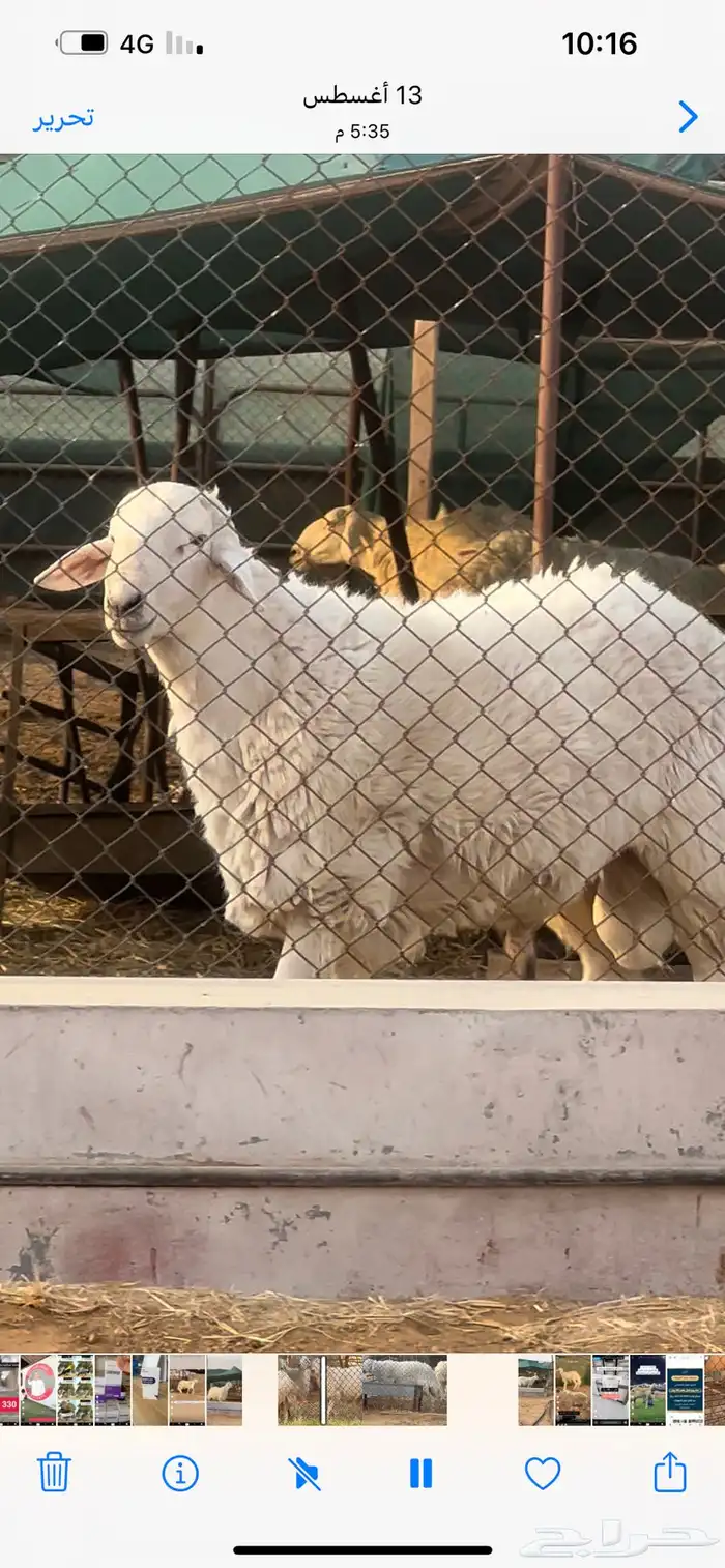 فحل حري صنف فاخر 2